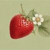 strawberry__jam